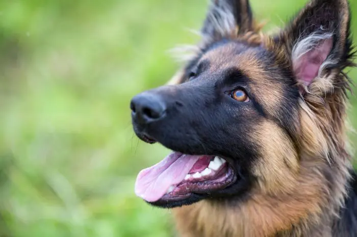 Perros para niños autistas