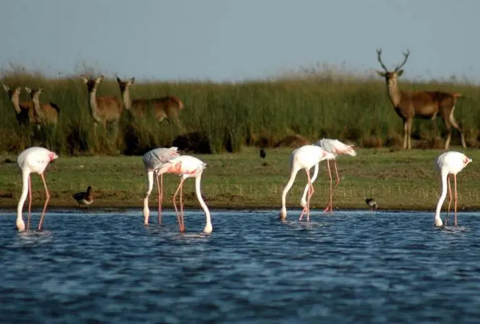 Doñana, en Huelva