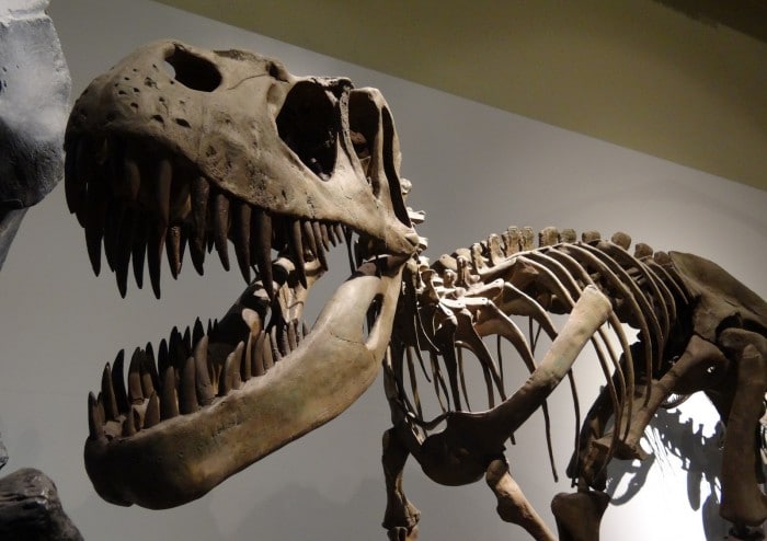 Dinosaurios Museo de Ciencias Naturales de Madrid, España