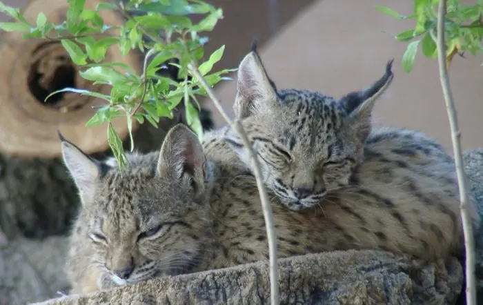 Los mejores zoológicos de España para ir con niños