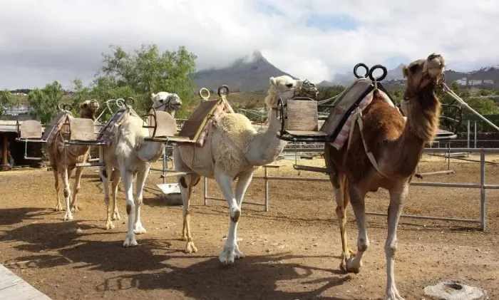Camel Park Tenerife con niños