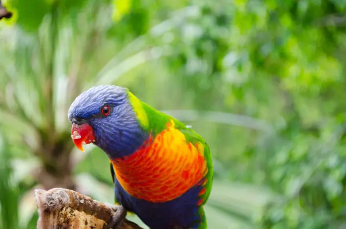 Loro Park Tenerife con niños