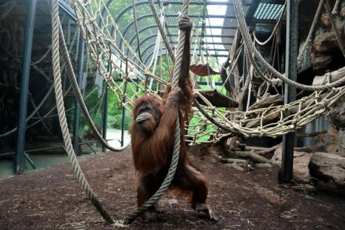 Parque zoológico Menagerie en Paris