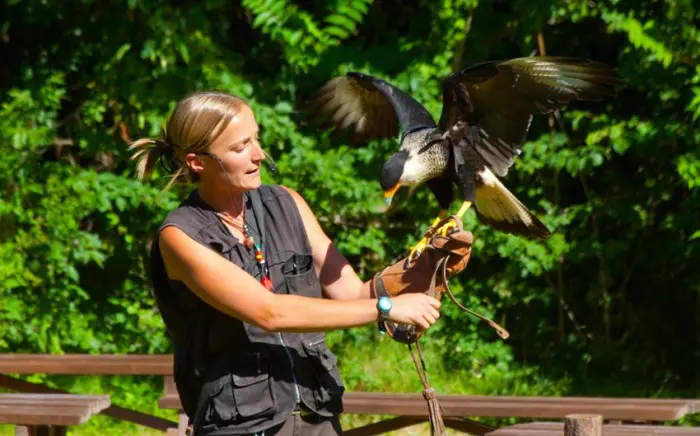 Espectáculo de aves rapaces en el Monasterio de Piedra