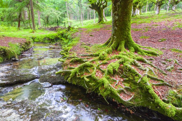 Excursión Parque Natural del Gorbea, en Vizcaya