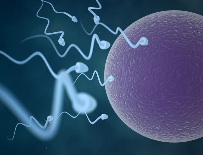 Embrión Tranquilidad de espíritu Espectador Calculadora de ovulación y días fértiles - Etapa Infantil
