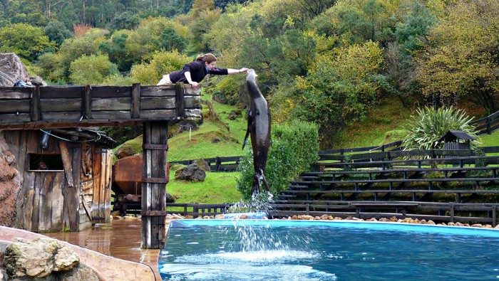 Leon marino en Parque de la Naturaleza de Cabárceno, Cantabria