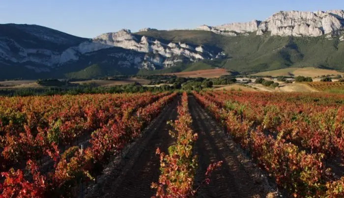 Ruta del vino de La Rioja. Planes para hacer con niños en Navidad