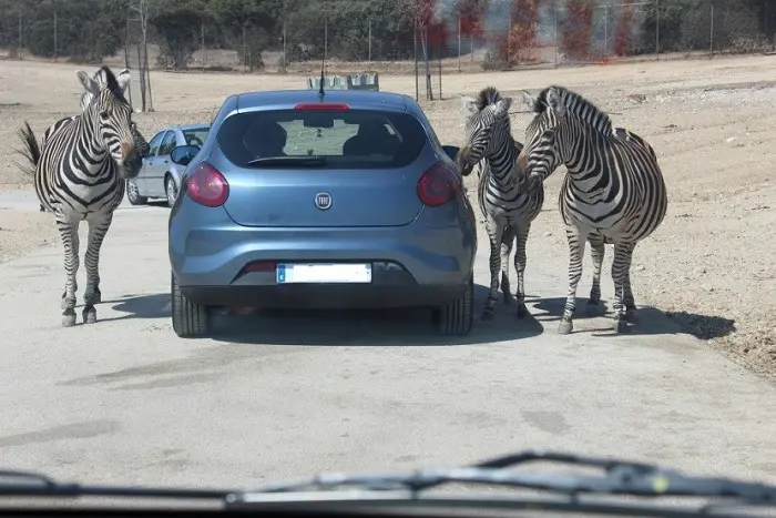 Safari Madrid, en Aldea del Fresno, Comunidad de Madrid