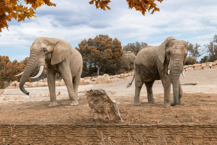 Elefantes en Reserva africana de Sigean