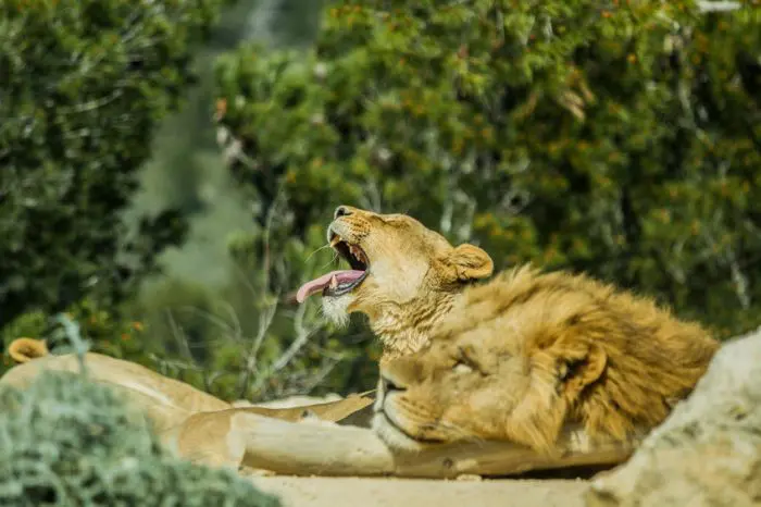 Leones en Reserva africana de Sigean