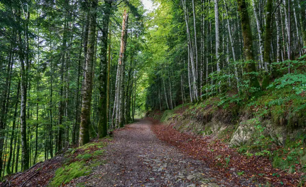 Selva de Irati, en Navarra, España