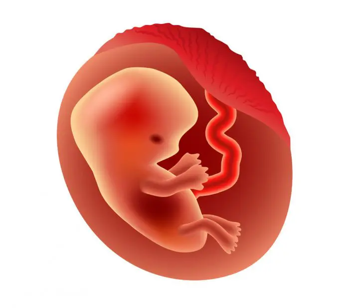Cambios y síntomas durante el segundo mes de embarazo