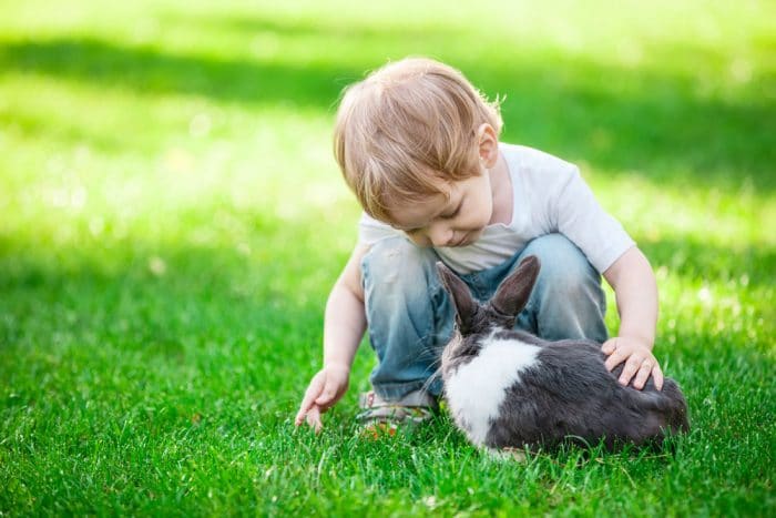 Experiencia niños contacto directo animales