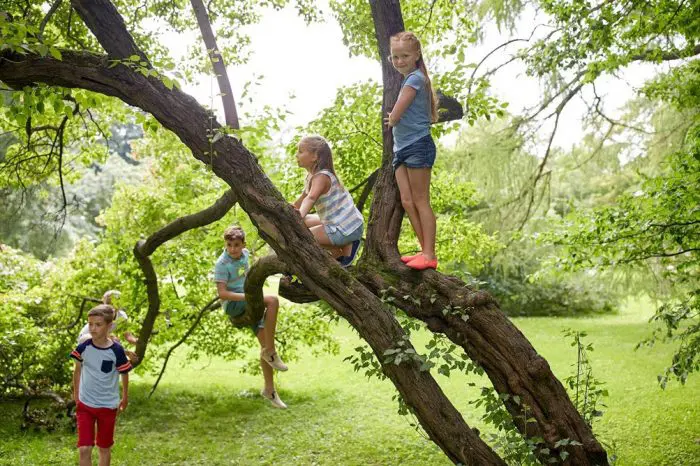 subirse arbol experiencia niños