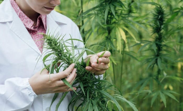 Marihuana medicinal