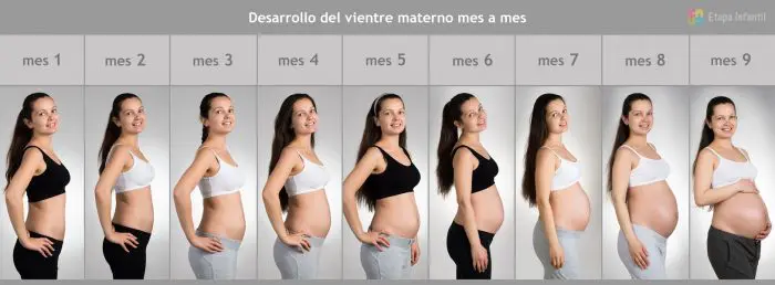 Desarrollo vientre materno mes a mes