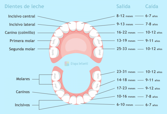 Orden de salida y caída de los dientes de leche Dientes de leche