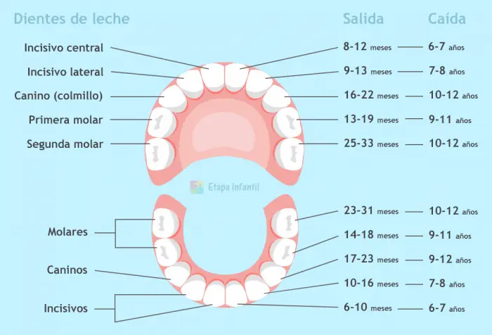 Dientes de leche