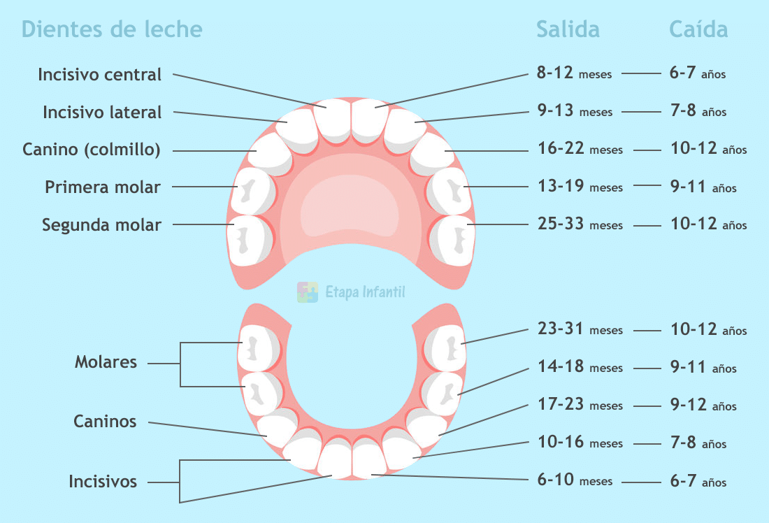 abrazo Surichinmoi ven Dientes de leche. El orden de salida y caída de los dientes de leche