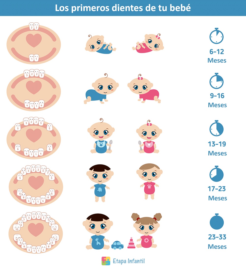 Dientes de leche. El orden de salida y caída de los dientes de leche