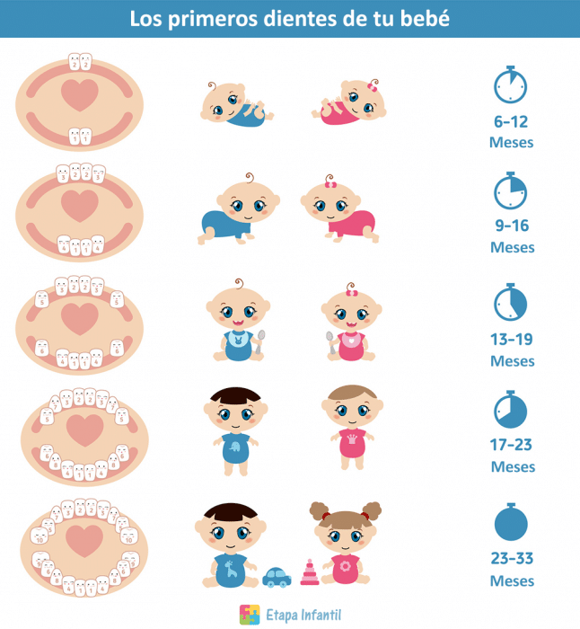 Los primeros dientes de leche de tu bebé Los primeros dientes de leche de tu bebé