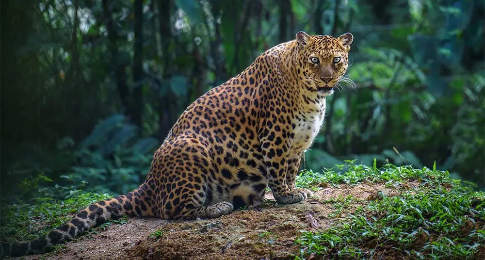 Animales gestando a sus crías para convertirse en mamás