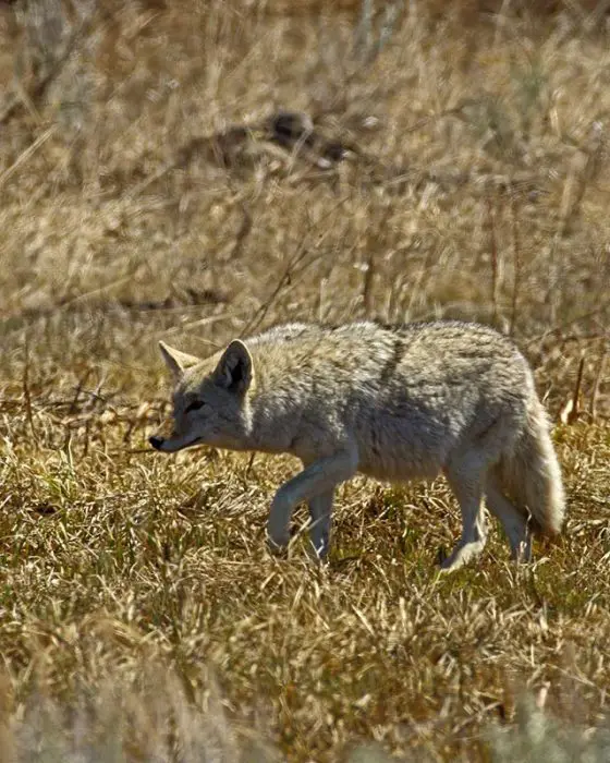 Coyote embarazada