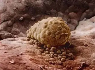 El embrión se implanta en las paredes del útero