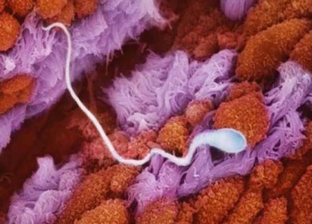 Imagenes Reales E Increibles Concepcion Y El Bebe Creciendo Durante El Embarazo Etapa Infantil