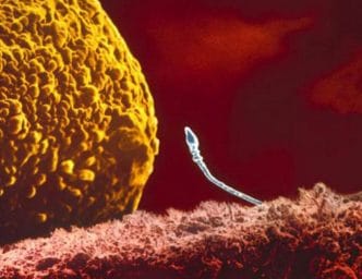 El espermatozoide delante del óvulo