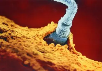 El espermatozoide penetrando el óvulo