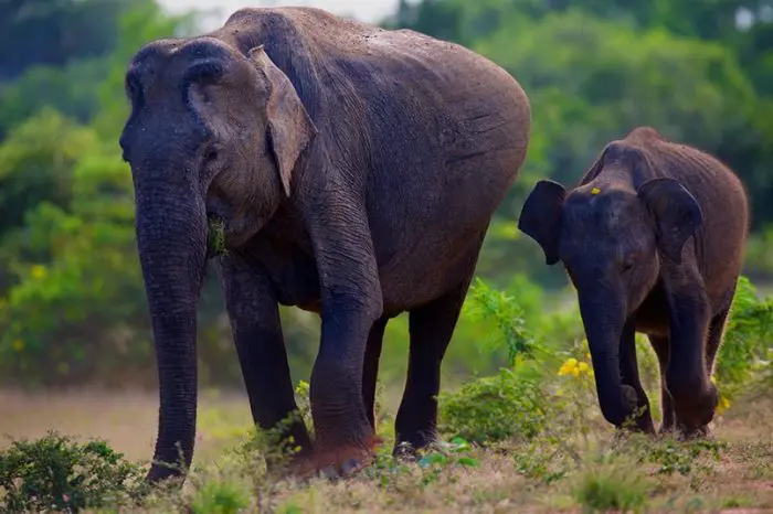 Elefante embarazada