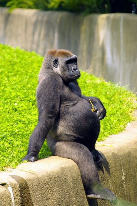 Gorila embarazada