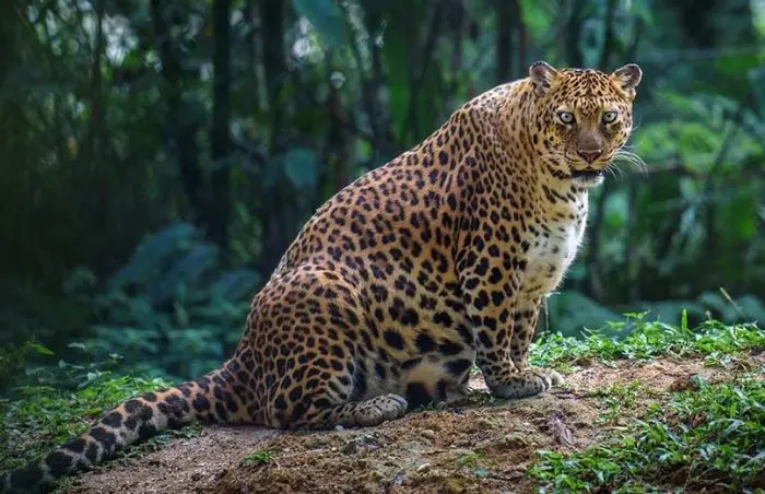 Leopardo embarazada