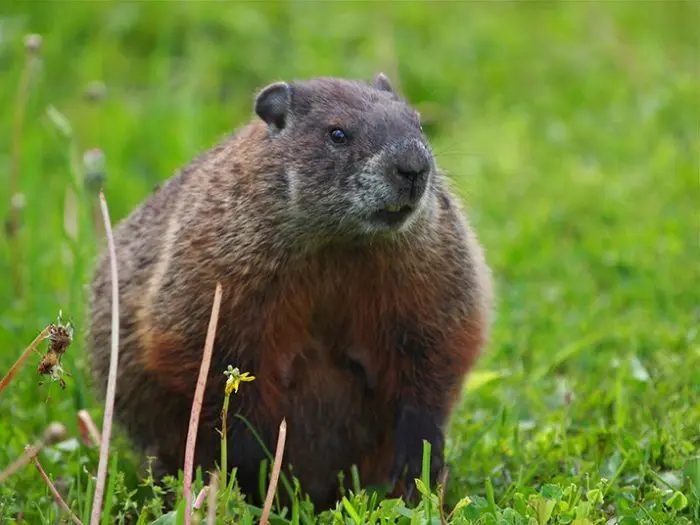 Marmota embarazada