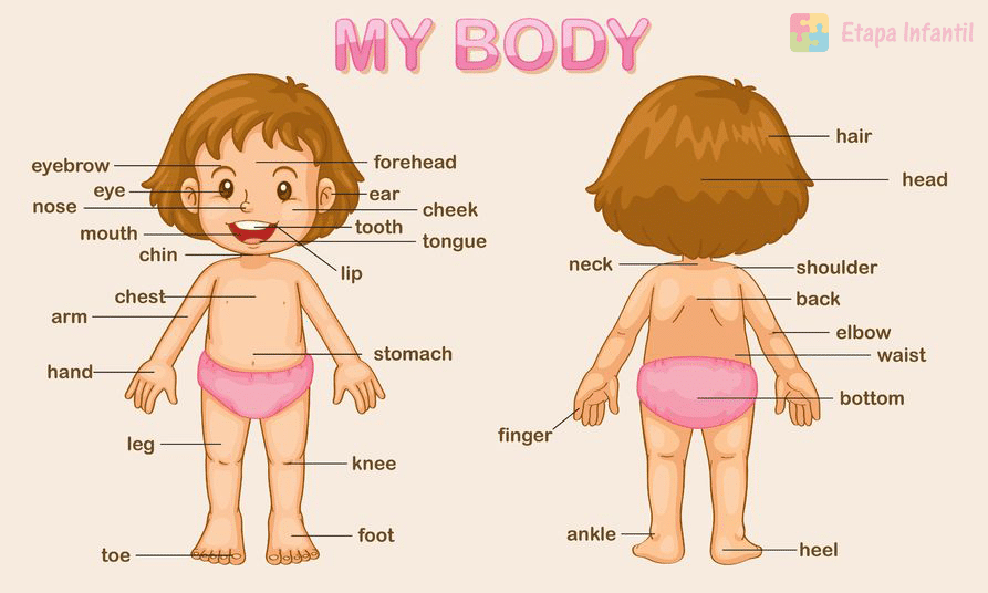 Partes del cuerpo humano para niños de primaria