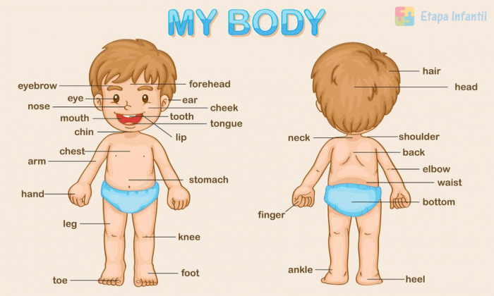 Partes del cuerpo humano (niño) en ingles para imprimir Partes del cuerpo humano (niño) en ingles para imprimir