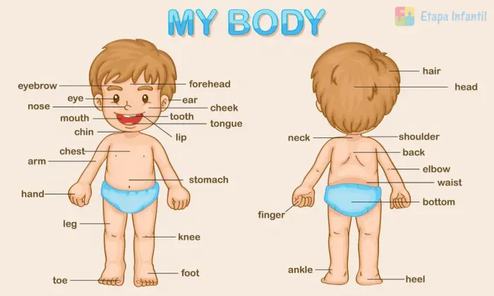 Partes del cuerpo humano (niño) en ingles para imprimir