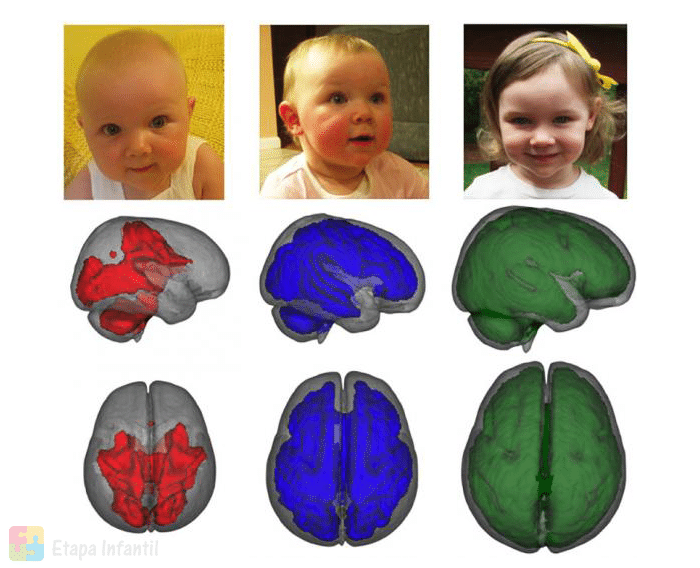 De izquierda a derecha, el desarrollo de mielina cerebral