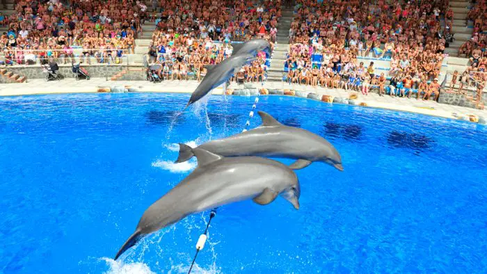 Delfines Aqualand Costa Adeje, en Santa Cruz de Tenerife