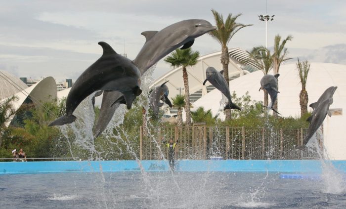 Delfines Oceanografic, en Valencia