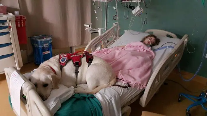 Sadie y Hero, niña con Síndrome de Down y su perro labrador 3