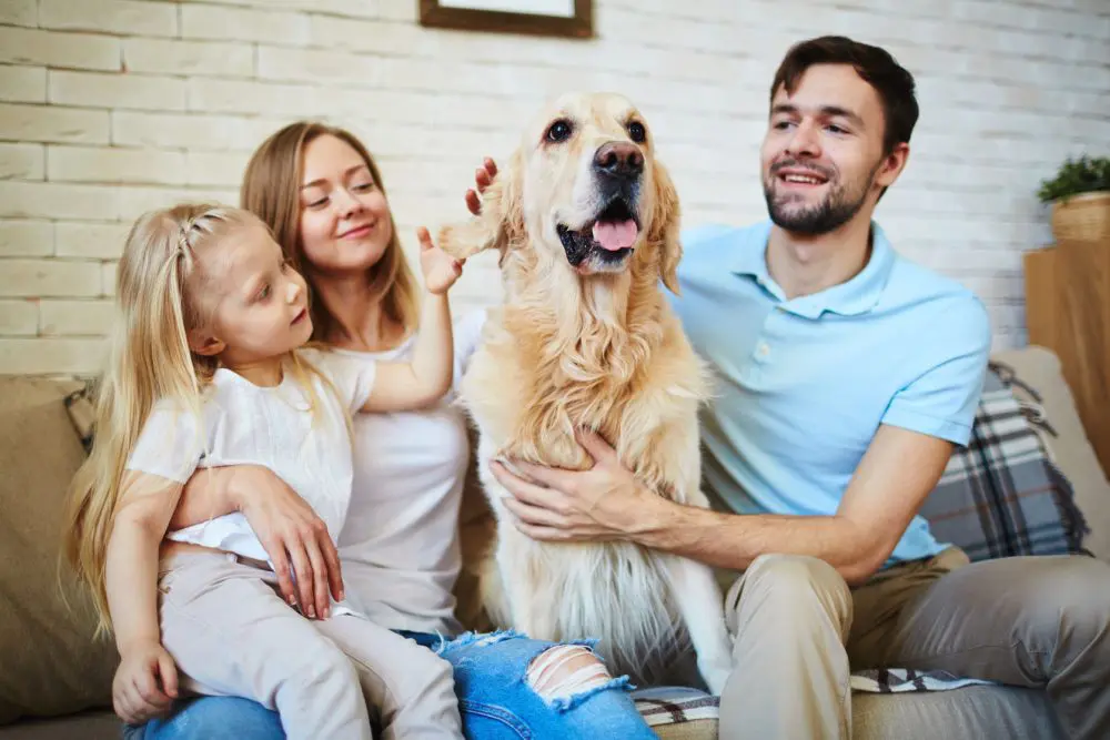 El gran poder emocional de los perros en la familia
