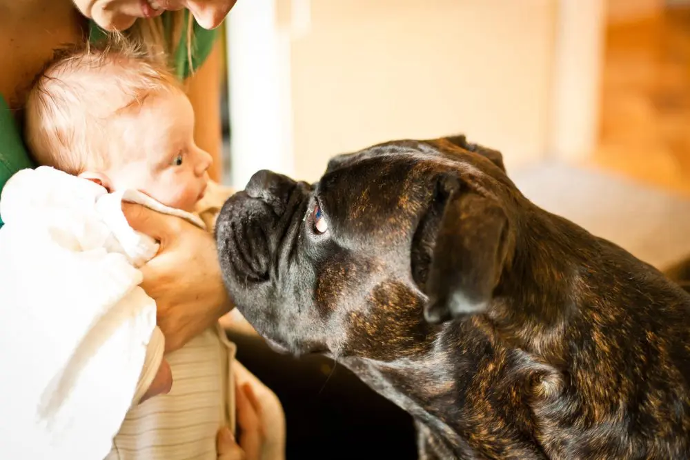 ¿Qué hacen las mascotas si les dejas solas con tu bebé? Este vídeo te lo muestra