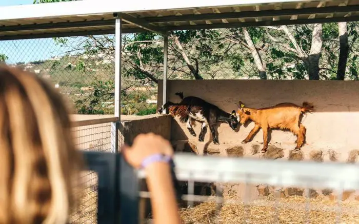 Restaurante con animales