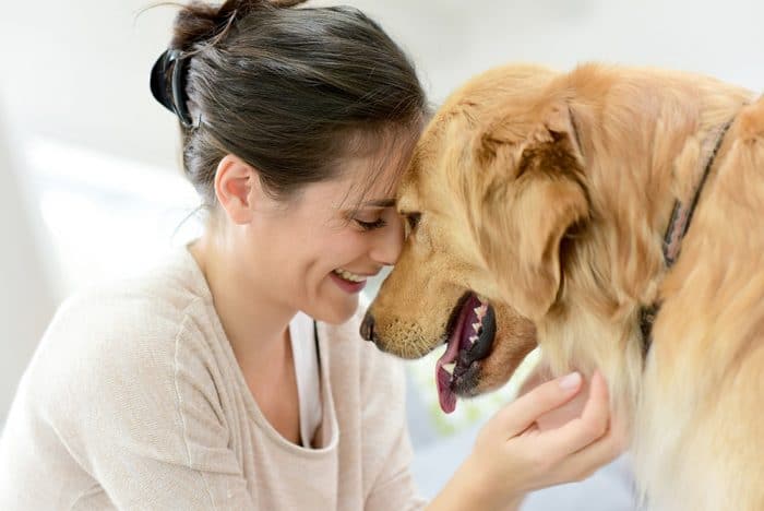 perros descubren embarazo