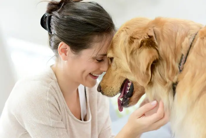 perros descubren embarazo