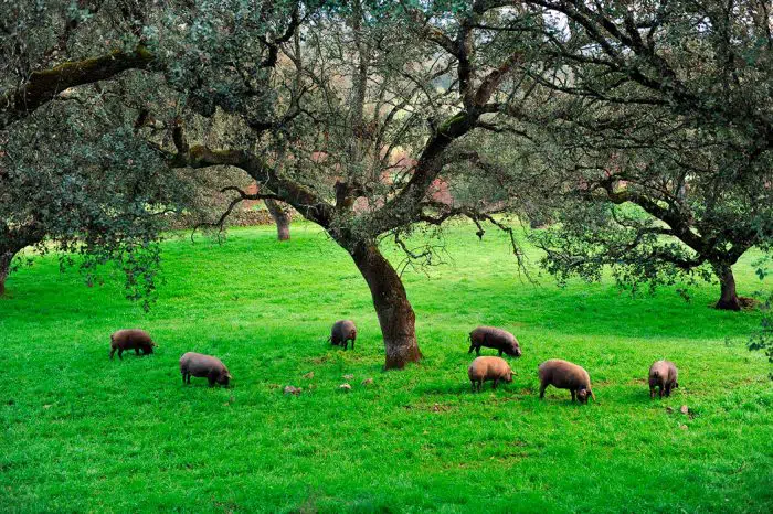 Turismo sostenible La Sierra de Huelva