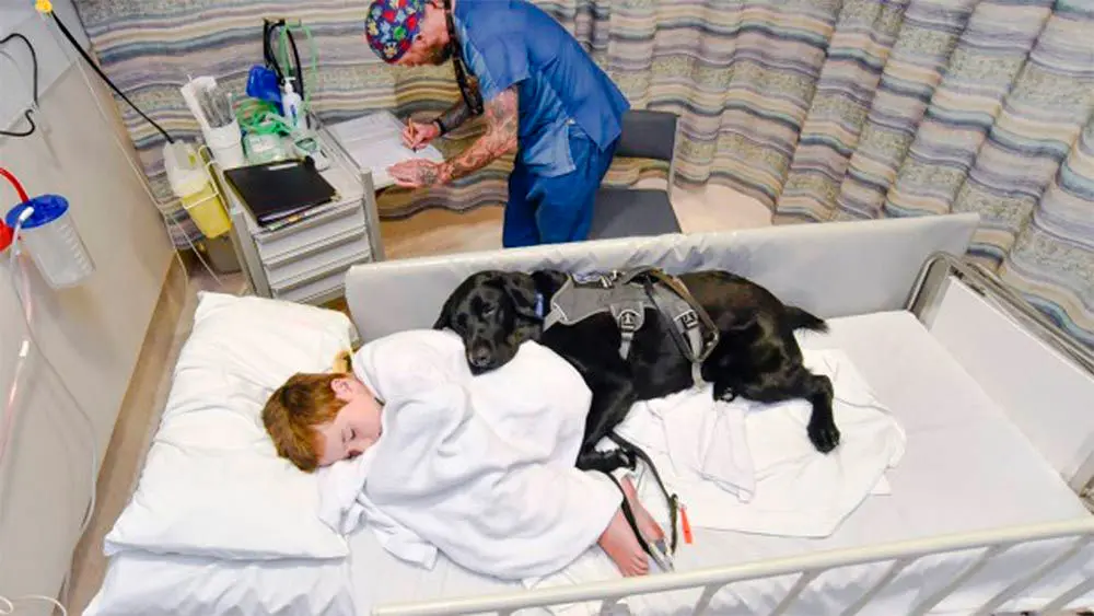 El perro de un niño con autismo no le deja solo ni estando en el hospital